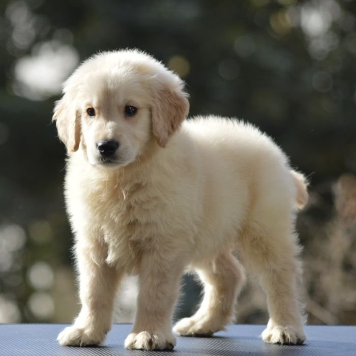 DogsIndia.com  Golden Retriever  Adchan's Kennel  Aditya Lochan