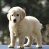 DogsIndia.com  Golden Retriever  Adchan's Kennel  Aditya Lochan