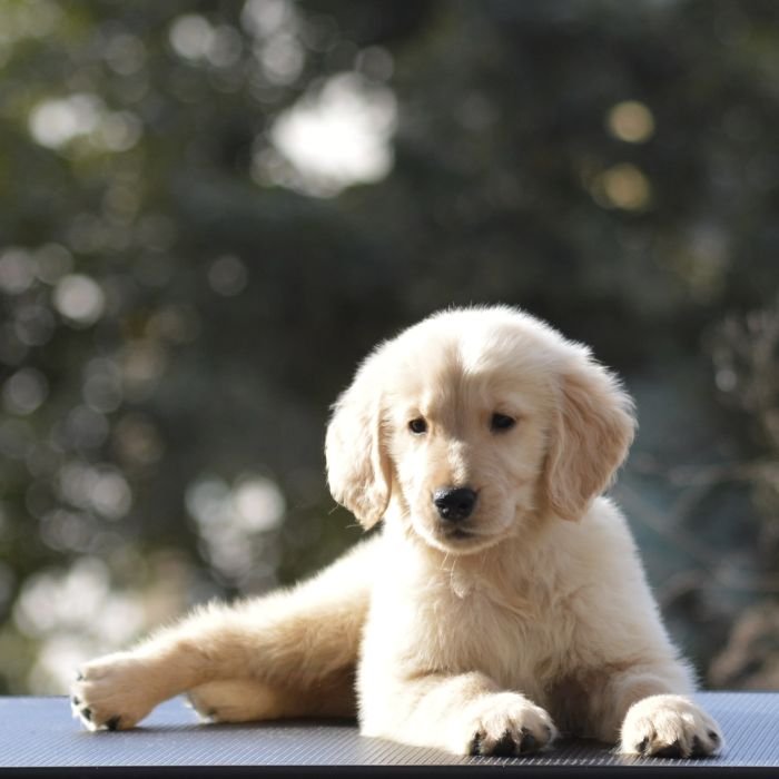 DogsIndia.com  Golden Retriever  Adchan's Kennel  Aditya Lochan