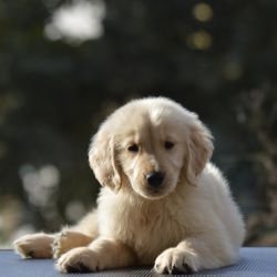 DogsIndia.com  Golden Retriever  Adchan's Kennel  Aditya Lochan