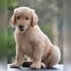 DogsIndia.com  Golden Retriever  Adchan's Kennel  Aditya Lochan