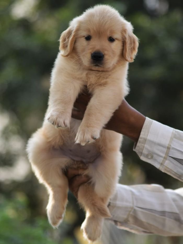 DogsIndia.com  Golden Retriever  Adchan's Kennel  Aditya Lochan
