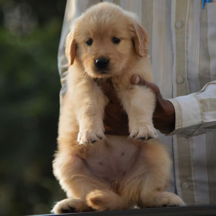 DogsIndia.com  Golden Retriever  Adchan's Kennel  Aditya Lochan