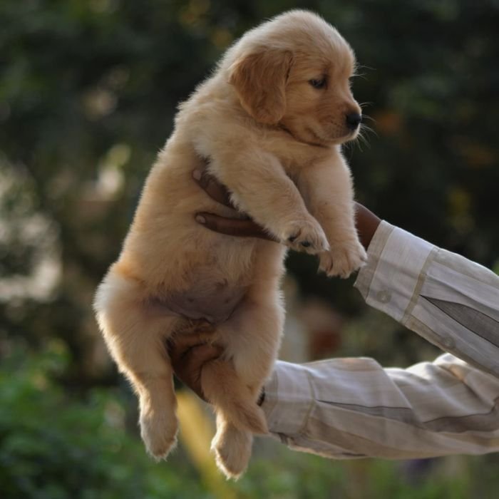 DogsIndia.com  Golden Retriever  Adchan's Kennel  Aditya Lochan