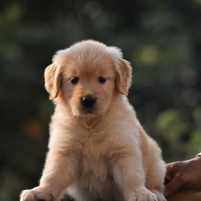 DogsIndia.com  Golden Retriever  Adchan's Kennel  Aditya Lochan