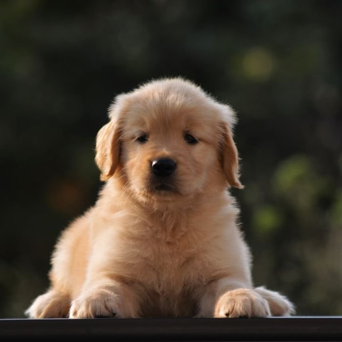 DogsIndia.com  Golden Retriever  Adchan's Kennel  Aditya Lochan