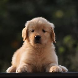 DogsIndia.com  Golden Retriever  Adchan's Kennel  Aditya Lochan