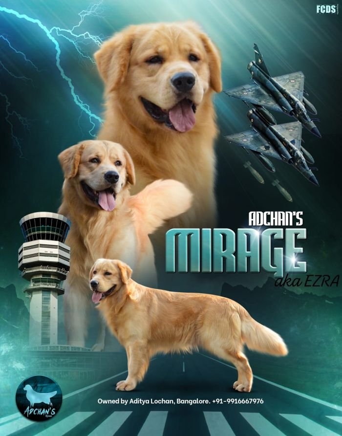 DogsIndia.com  Golden Retriever  Adchan's Kennel  Aditya Lochan