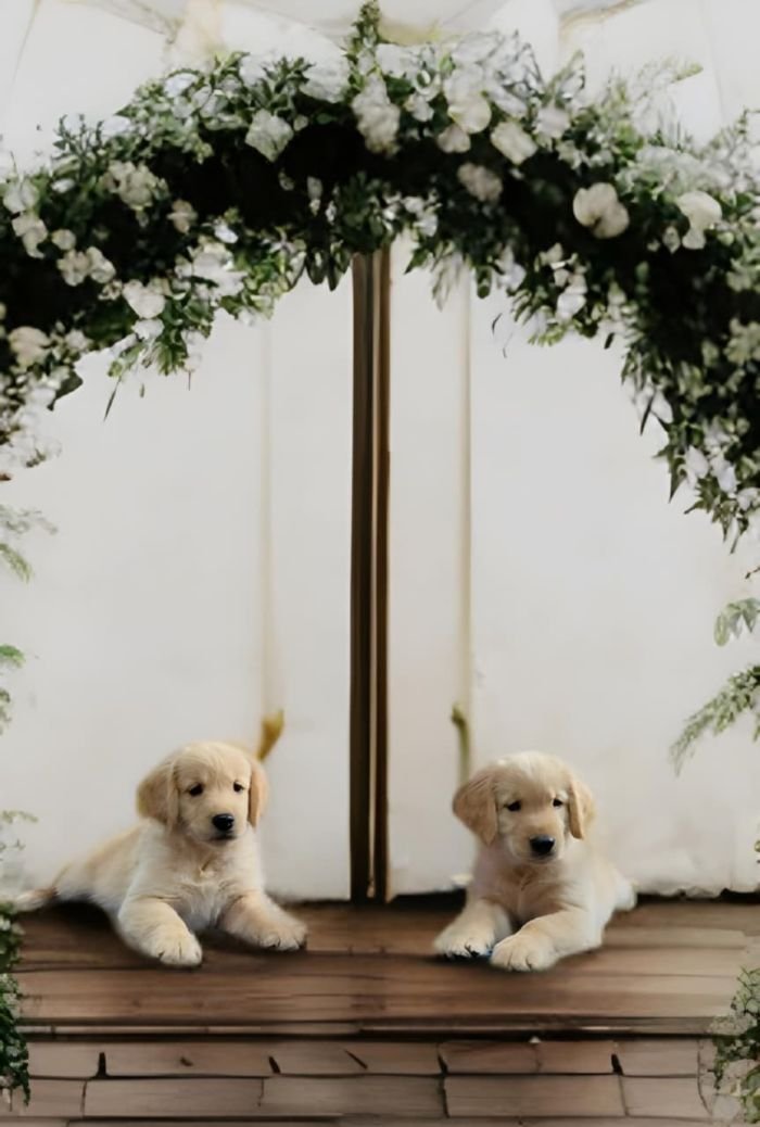 DogsIndia.com  Golden Retriever  Adchan's Kennel  Aditya Lochan