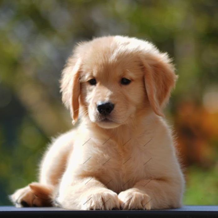 DogsIndia.com  Golden Retriever  Adchan's Kennel  Aditya Lochan