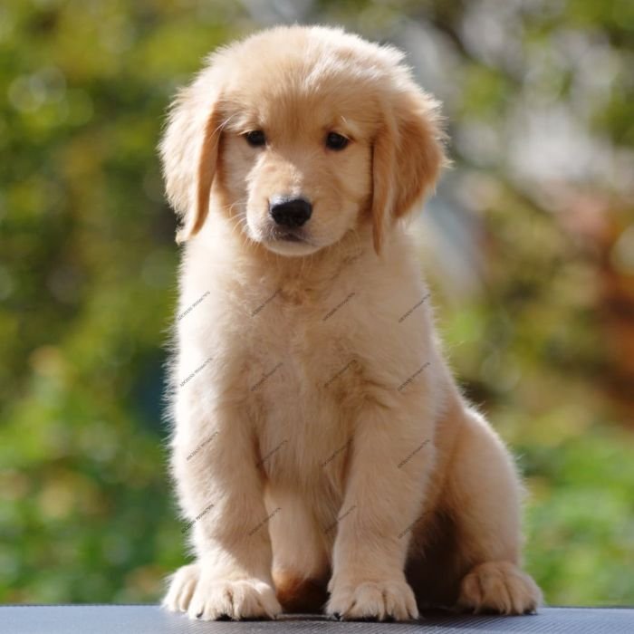 DogsIndia.com  Golden Retriever  Adchan's Kennel  Aditya Lochan