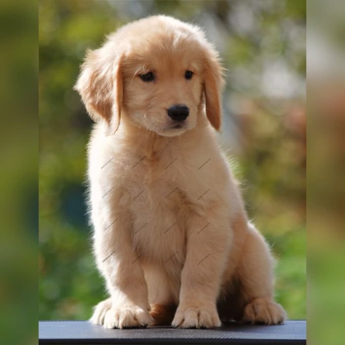 DogsIndia.com  Golden Retriever  Adchan's Kennel  Aditya Lochan