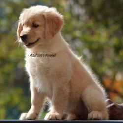 DogsIndia.com  Golden Retriever  Adchan's Kennel  Aditya Lochan