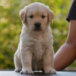 DogsIndia.com Golden Retriever Adchan's Kennel Aditya Lochan