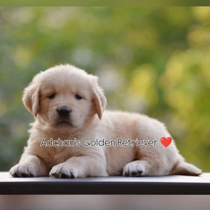 DogsIndia.com Golden Retriever Adchan's Kennel Aditya Lochan