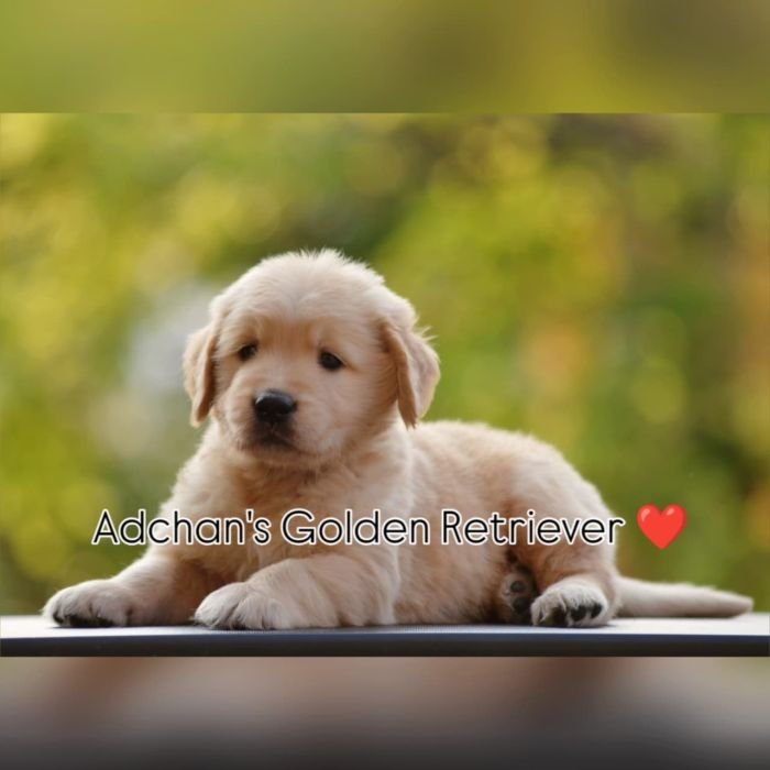 DogsIndia.com Golden Retriever Adchan's Kennel Aditya Lochan