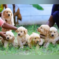 DogsIndia.com - Golden Retriever - Dr.Praveen (Coimbatore)