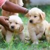 DogsIndia.com - Golden Retriever - Dr.Praveen (Coimbatore)