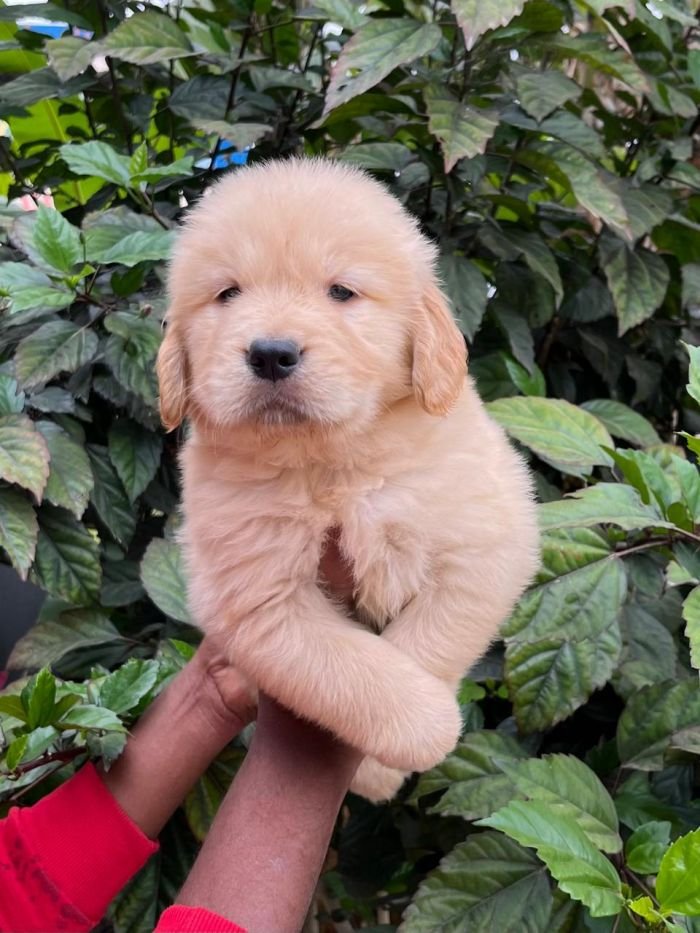 DogsIndia.com - Golden Retriever - Hrishikesh