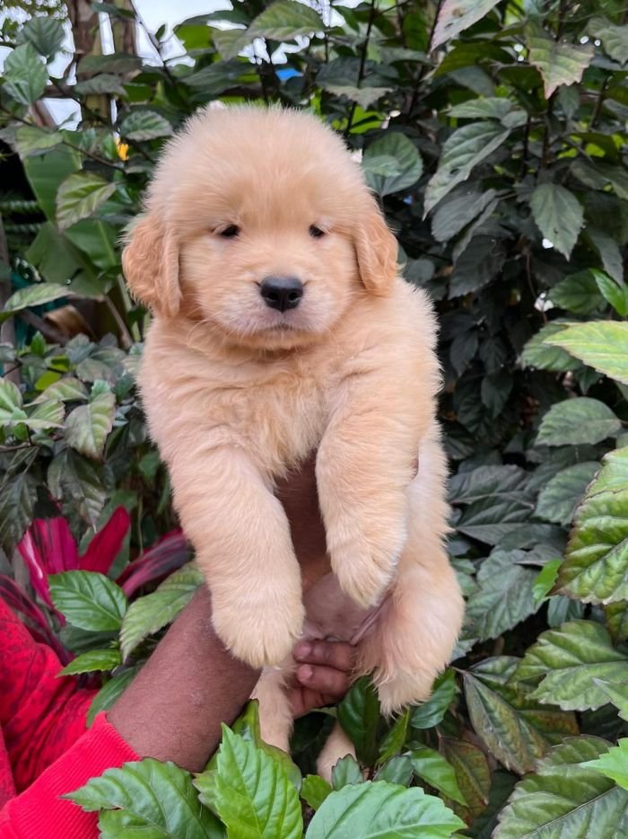 DogsIndia.com - Golden Retriever - Hrishikesh