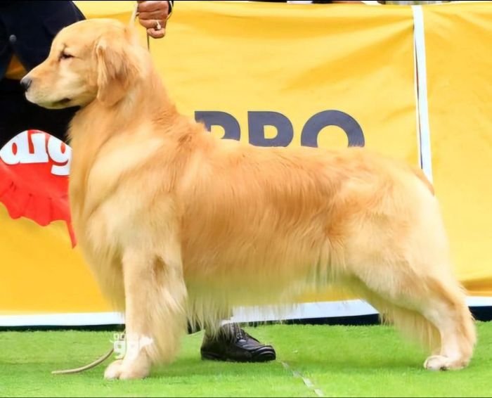 DogsIndia.com - Golden Retriever - Hrishikesh