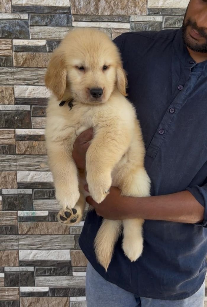 DogsIndia.com - Golden Retriever - Hrishikesh
