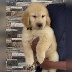 DogsIndia.com - Golden Retriever - Hrishikesh