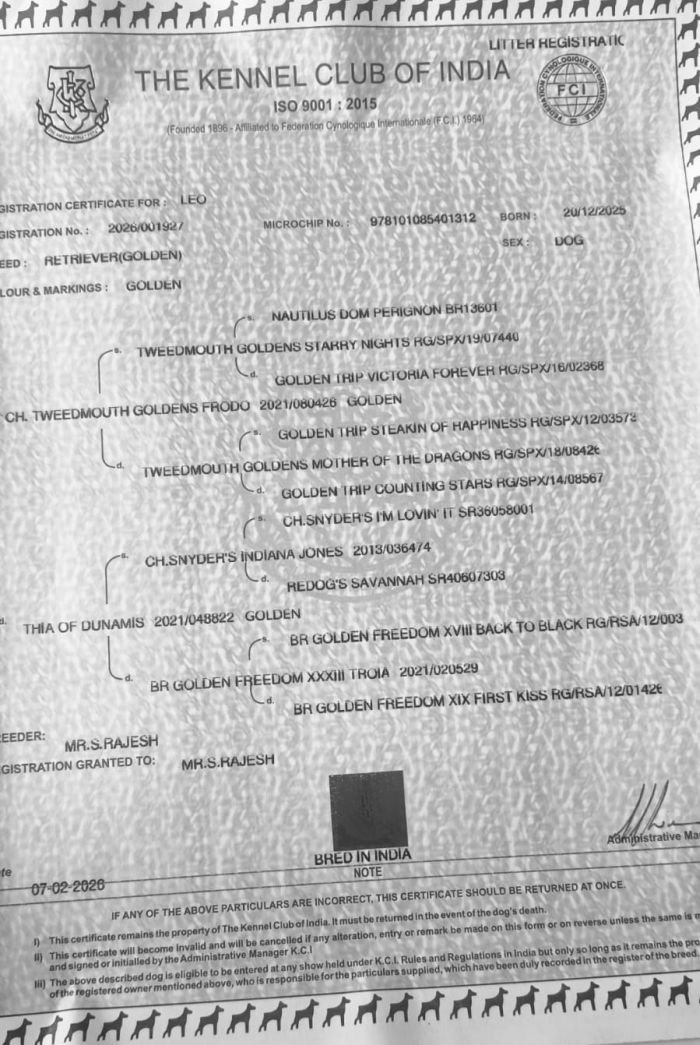 DogsIndia.com - Golden Retriever - Hrishikesh