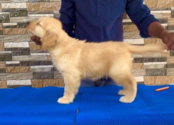 DogsIndia.com - Golden Retriever - Hrishikesh