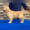 DogsIndia.com - Golden Retriever - Hrishikesh