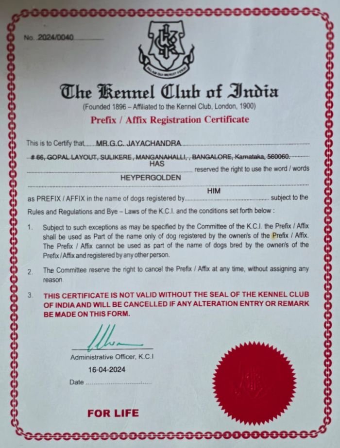 DogsIndia.com Golden Retriever Jayachandra