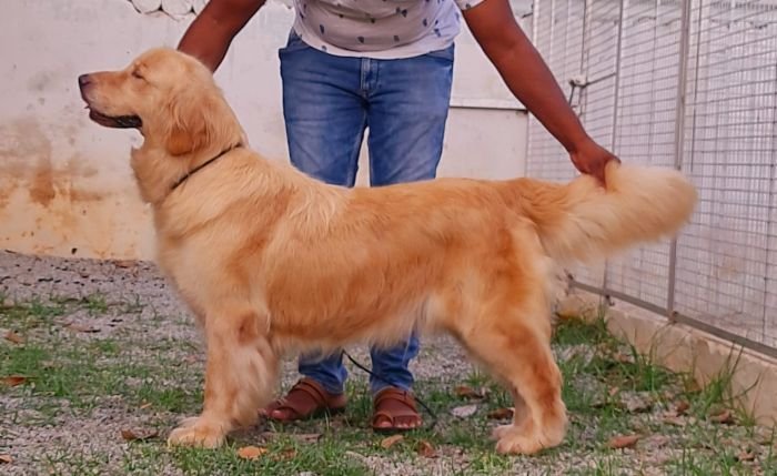 DogsIndia.com Golden Retriever Jayachandra