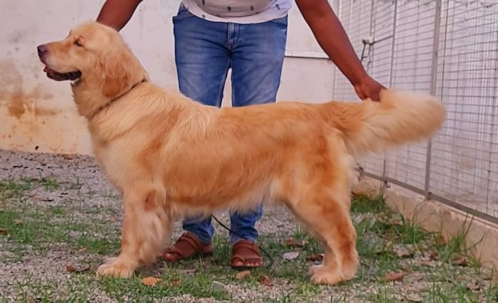 DogsIndia.com Golden Retriever Jayachandra