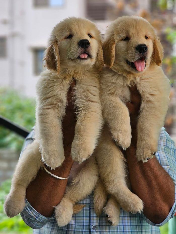 DogsIndia.com Golden Retriever Jayachandra