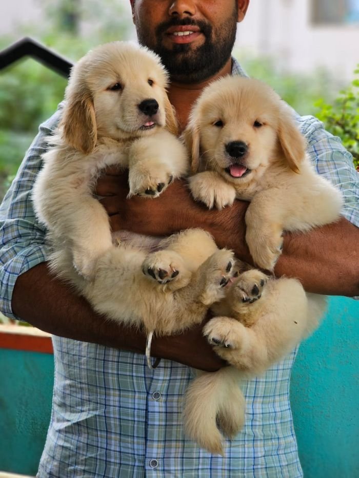 DogsIndia.com Golden Retriever Jayachandra