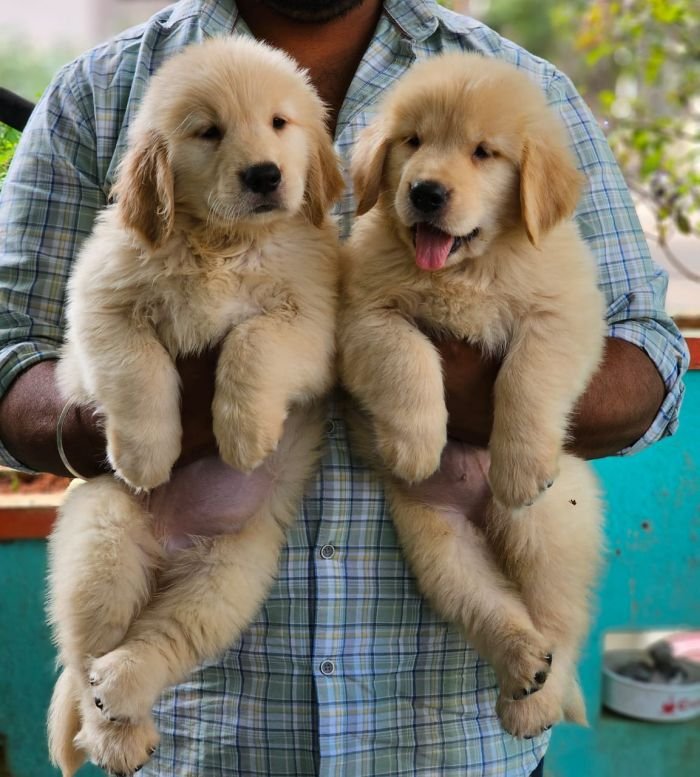 DogsIndia.com Golden Retriever Jayachandra