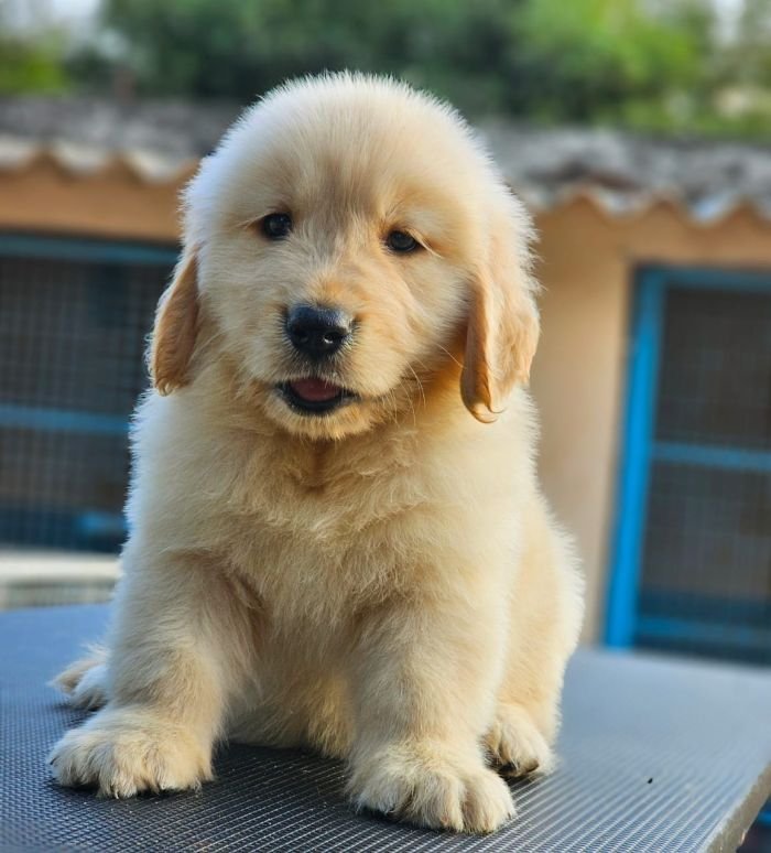 DogsIndia.com Golden Retriever Jayachandra