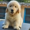 DogsIndia.com Golden Retriever Jayachandra