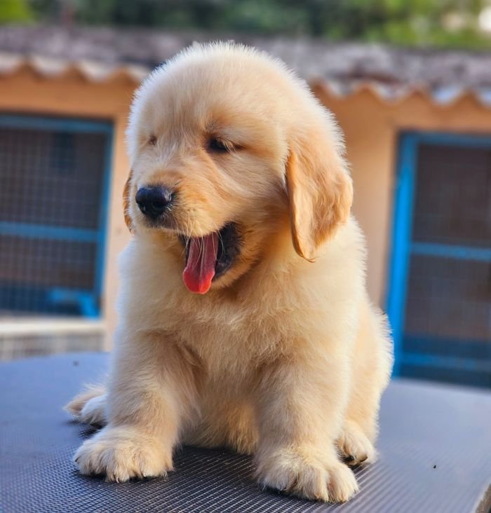 DogsIndia.com Golden Retriever Jayachandra