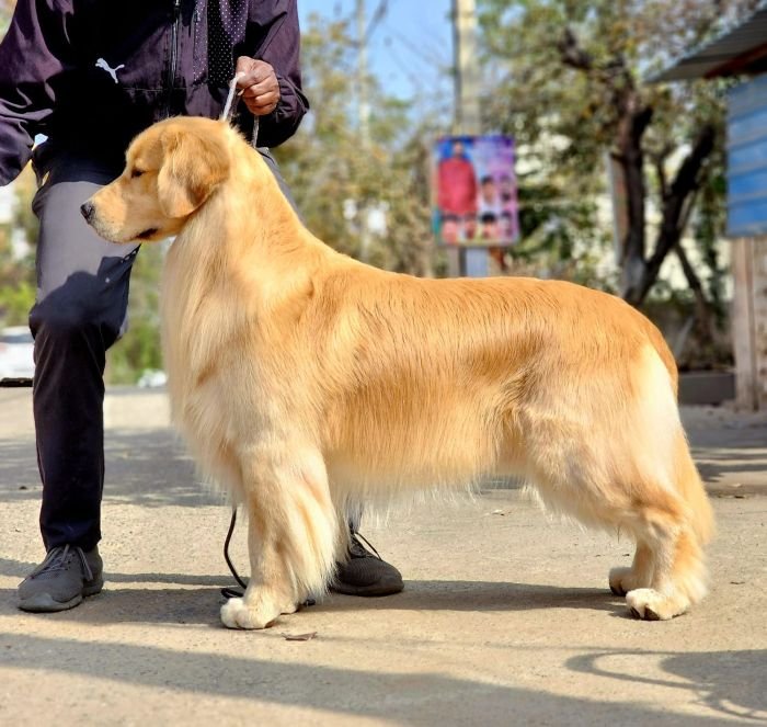 DogsIndia.com Golden Retriever Jayachandra