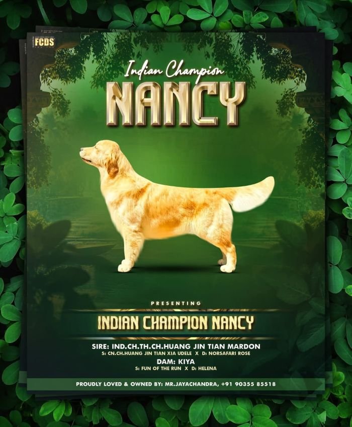 DogsIndia.com  Golden Retriever  Jayachandra