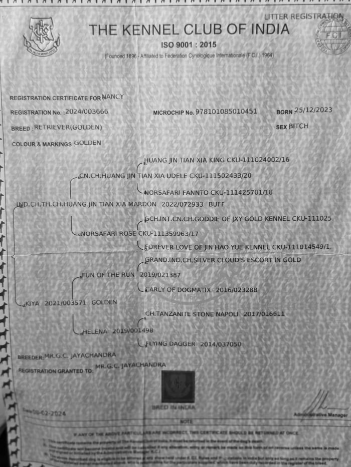 DogsIndia.com  Golden Retriever  Jayachandra