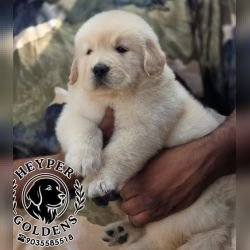 DogsIndia.com  Golden Retriever  Jayachandra