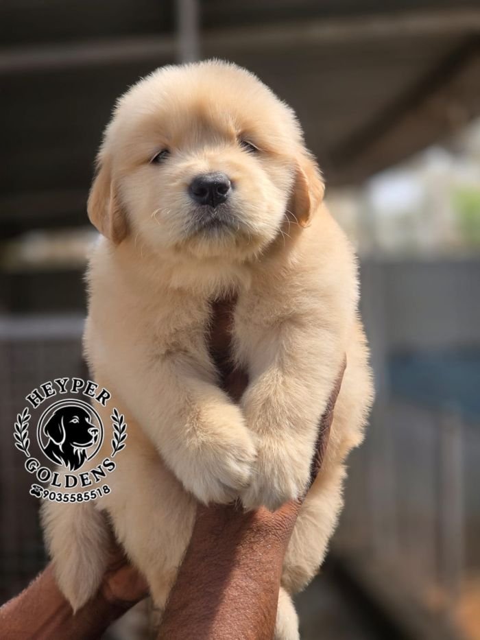 DogsIndia.com  Golden Retriever  Jayachandra