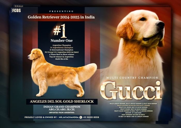 DogsIndia.com  Golden Retriever  Jayachandra