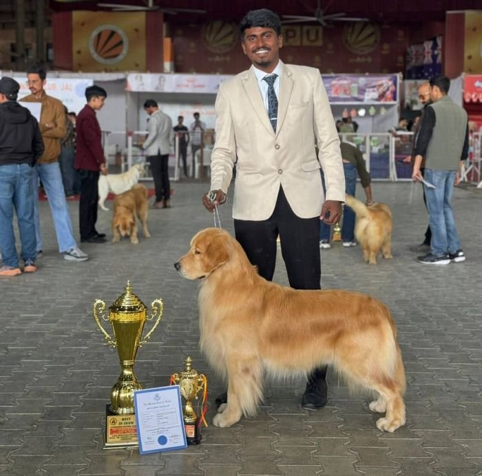 DogsIndia.com  Golden Retriever  Jayachandra