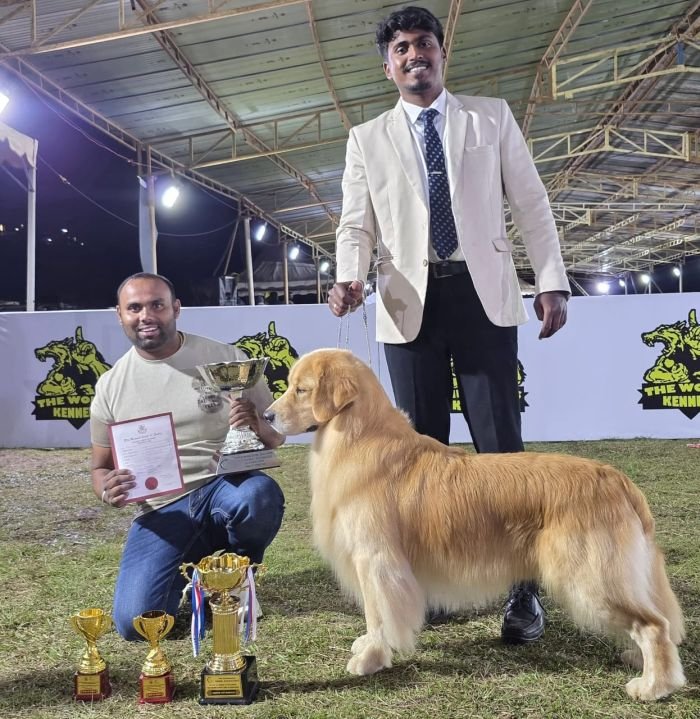 DogsIndia.com  Golden Retriever  Jayachandra