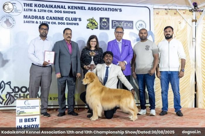 DogsIndia.com  Golden Retriever  Jayachandra