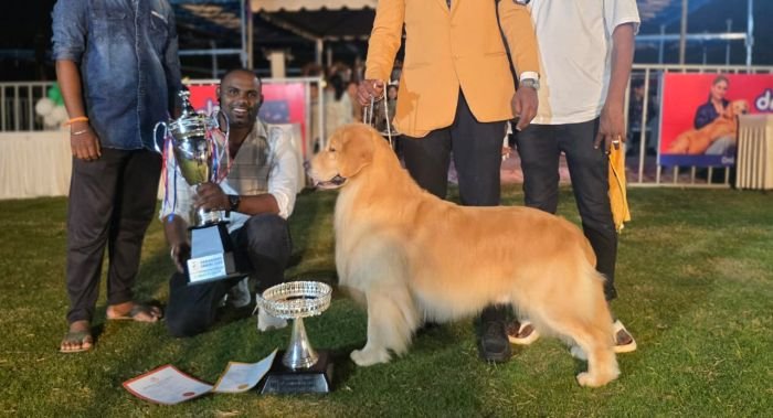 DogsIndia.com  Golden Retriever  Jayachandra