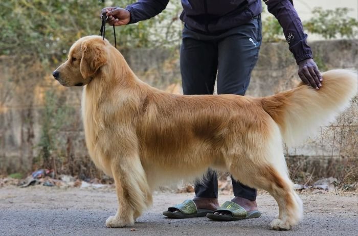 DogsIndia.com  Golden Retriever  Jayachandra